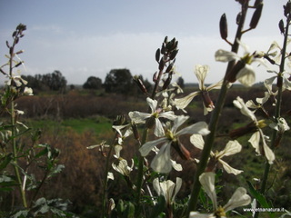 Valle del Simeto